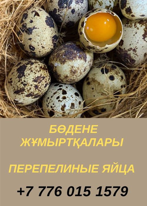 Бөдене жұмыртқасы 50 теңге.  Перепелинные яйцо