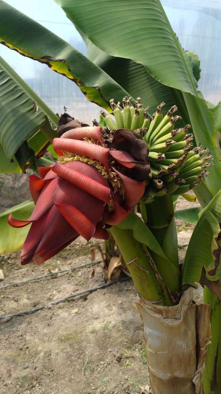 Саженцы банана Кавендиш, готовые к посадке