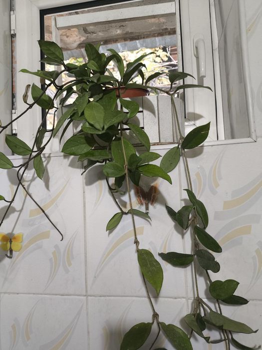 Красивые цветы из дома