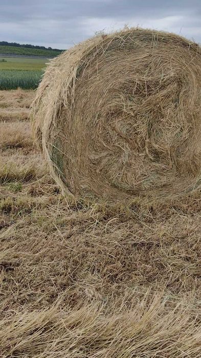 Baloți rotunzi de iarbă, fân 1,7x1,2 m