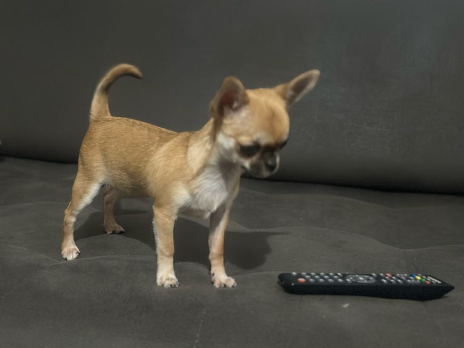 Чихуахуа мини момиче