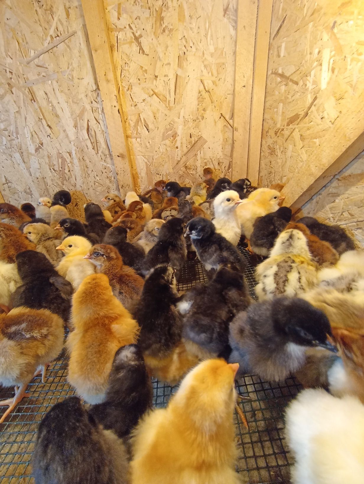 Цыплята домашние суточные
