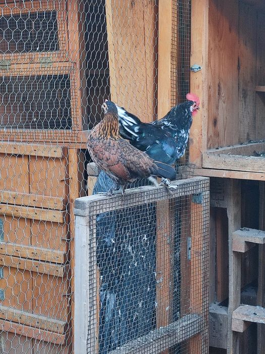 Vând doi cocoși rasa pitică