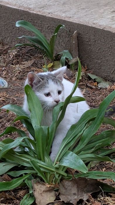 Donez pisici iubitorilor de animale