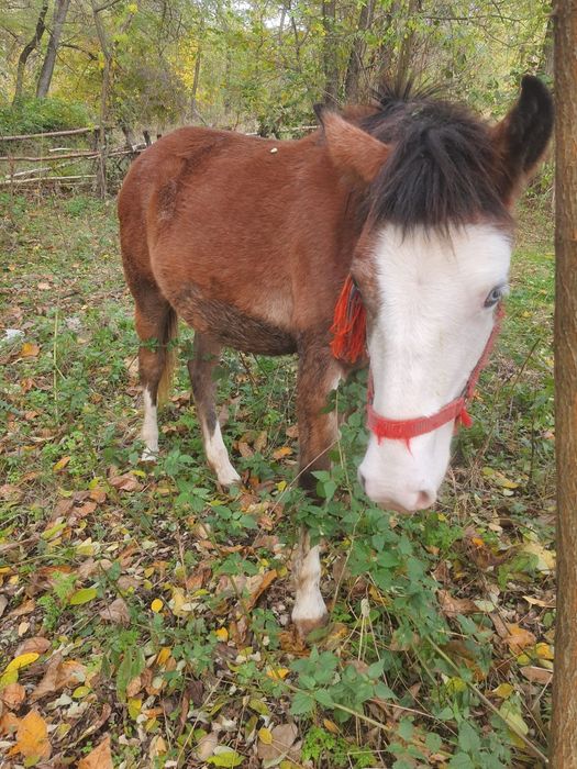 De vânzare cal castrat  și mânză