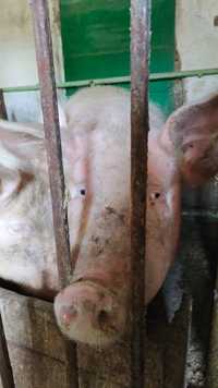 Продам супоросных свиноматок, поросят породы Ландрас