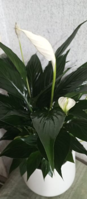 Комнатные растения на любой вкус!