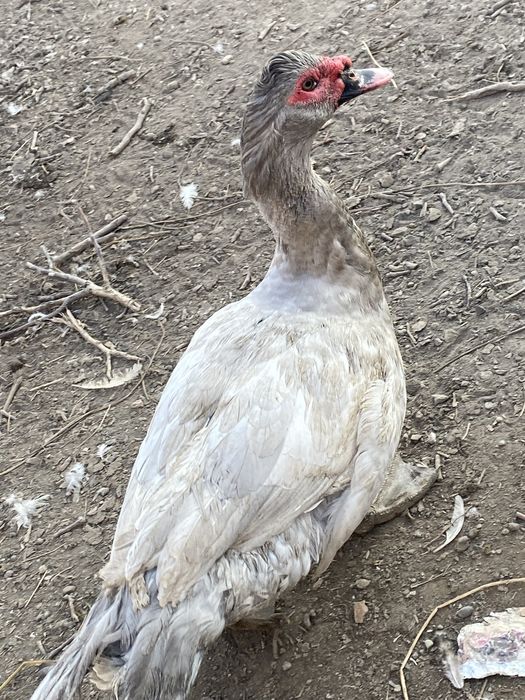 Белый жемчук крупный селезень шипун