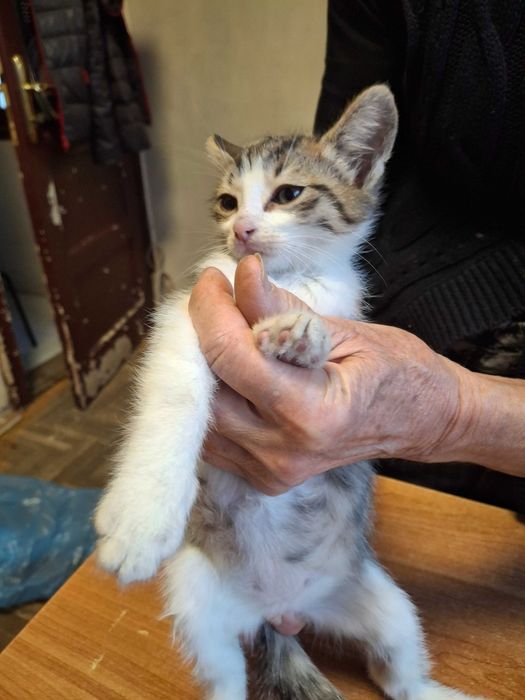 Котета на 1 мес. в София