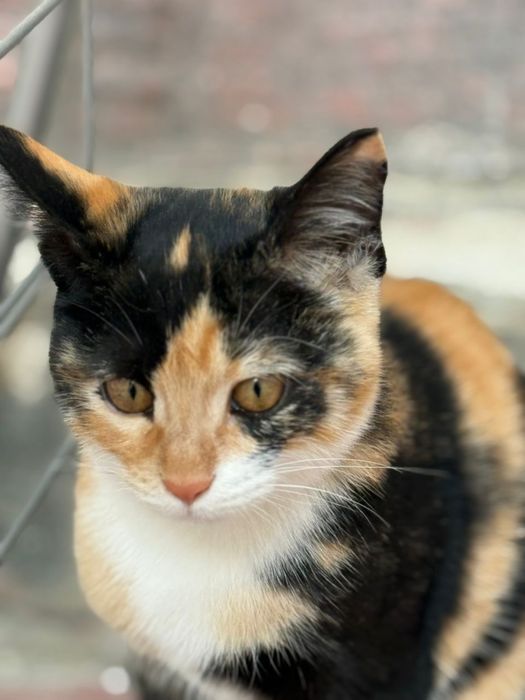 Отдам бесплатно в хорошие руки