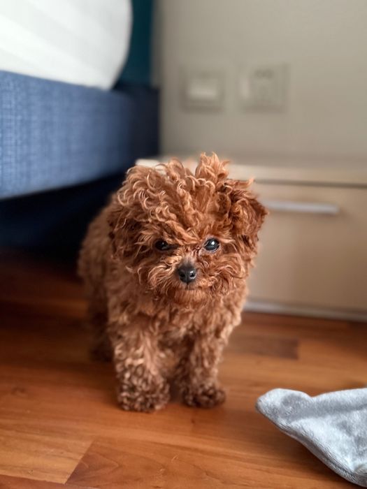 Femela pudel mini teacup roșu