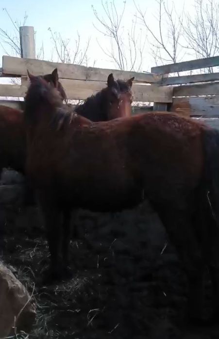 Продам 2 ТАЯ (откорм с 1-го Октября)