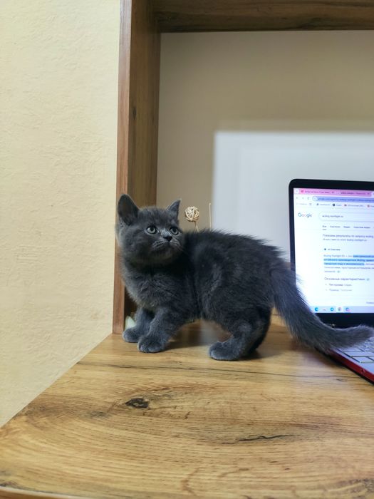Пародистые котята
