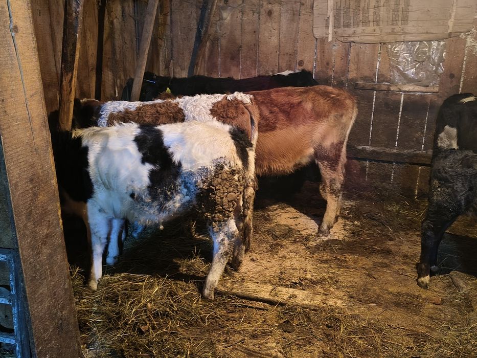 Vițele de vînzare bălțate și angus și belgani frumoase