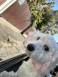 PetSitter Bucuresti ; Vizite la Domiciliu ; Verificati Descrierea