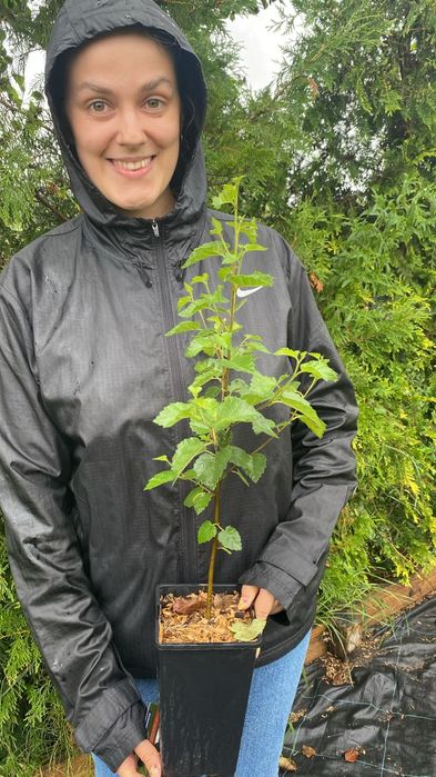 Puieți mesteacan salcâm dezvoltare dubla prindere suta la suta