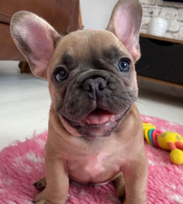 Bulldog francez mascul