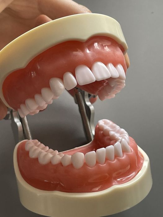 Model dentar nou cu dinti de schimb