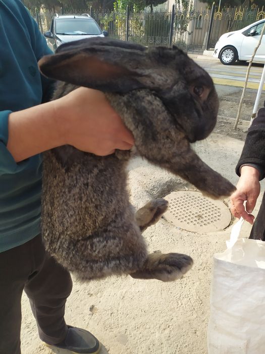 Куйон сотилади, флангир зотли, 7 кило