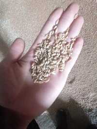 Семена пшеница сорт Шортанды