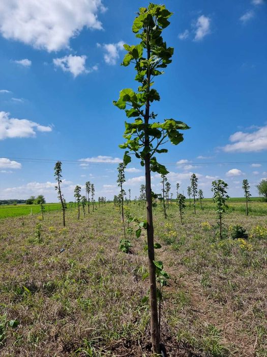 Paulownia Tomentosa Arbori Ornamentali ,Copaci cu inaltime 2 m + 6 m