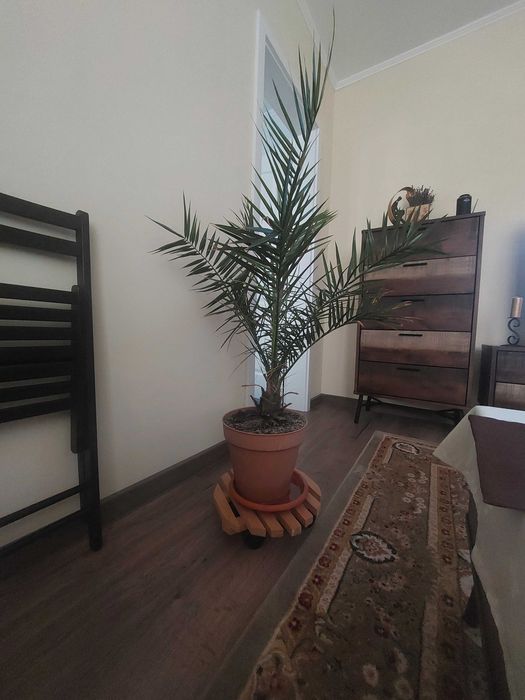 Palmier phoenix canariensis