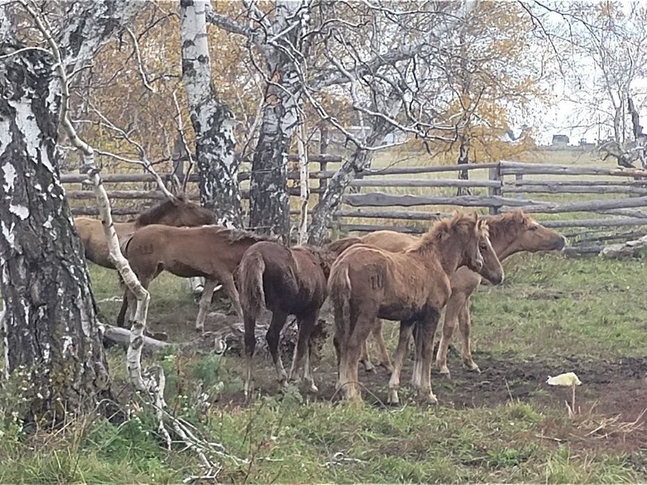 Продам жеребят полу годовалые