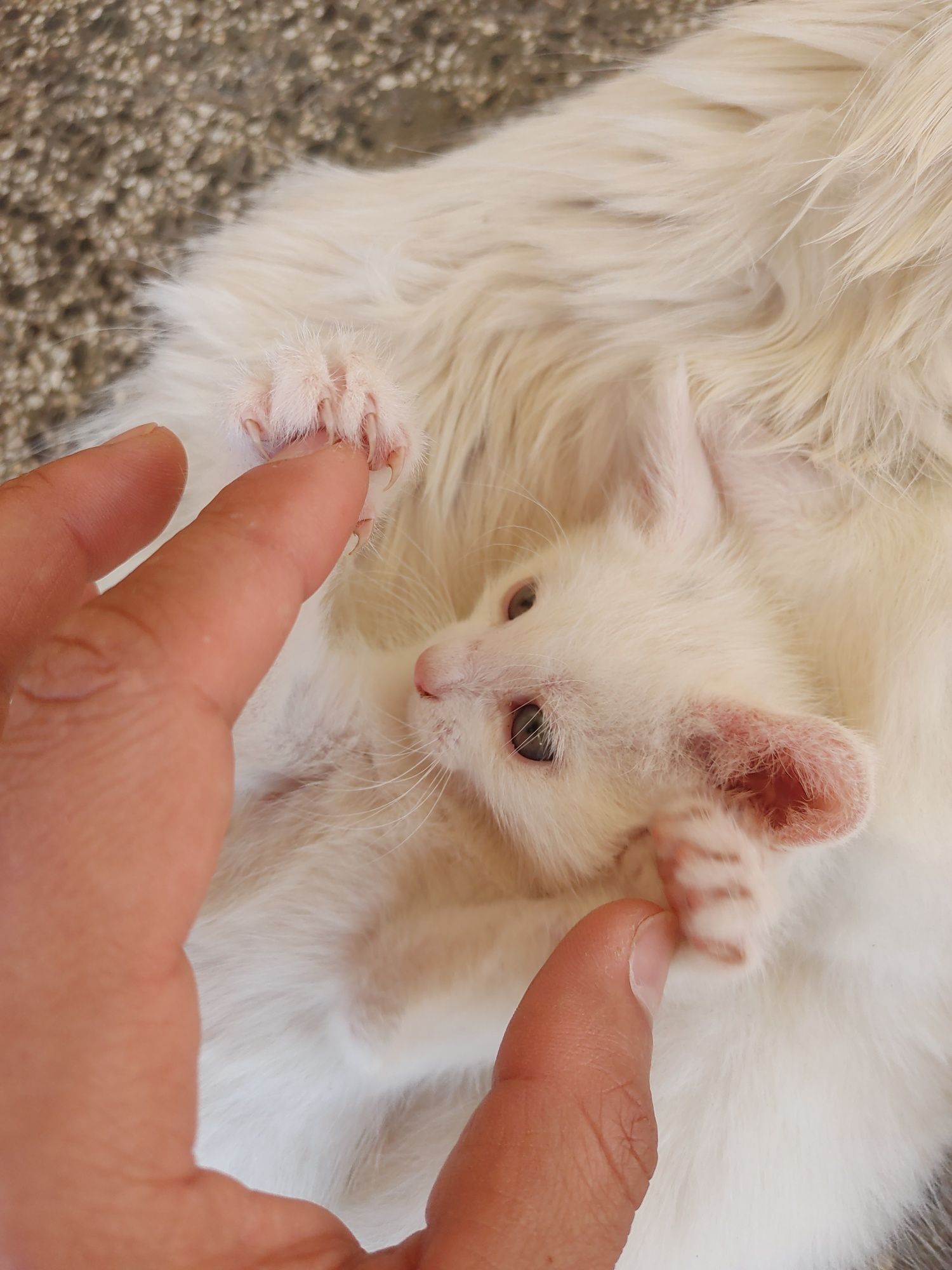 Коте турска ангорка на 2 месеца