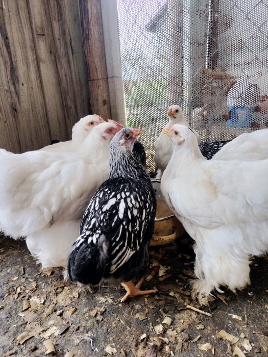 Pui de rasa cochi și wyandotte argintiu