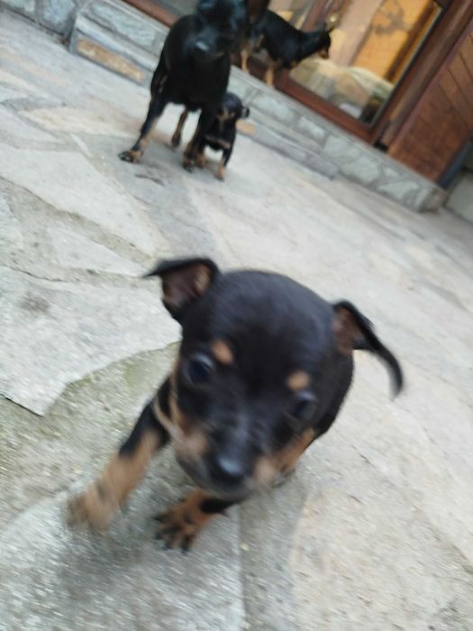 Малки пинчерчета