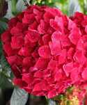 Hortensie cu floare rosie roz albastra alba Hydrangea paniculata