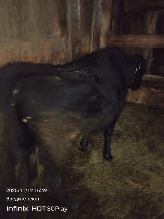 Продам тёлками 1,5 года.