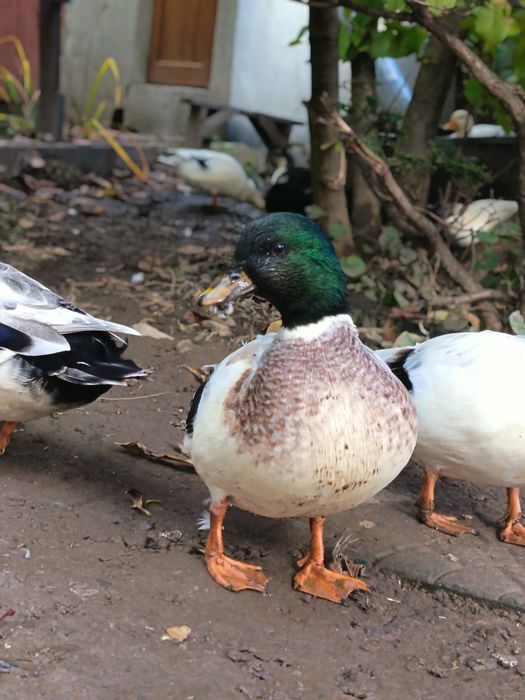 Rațe pitice olandeze