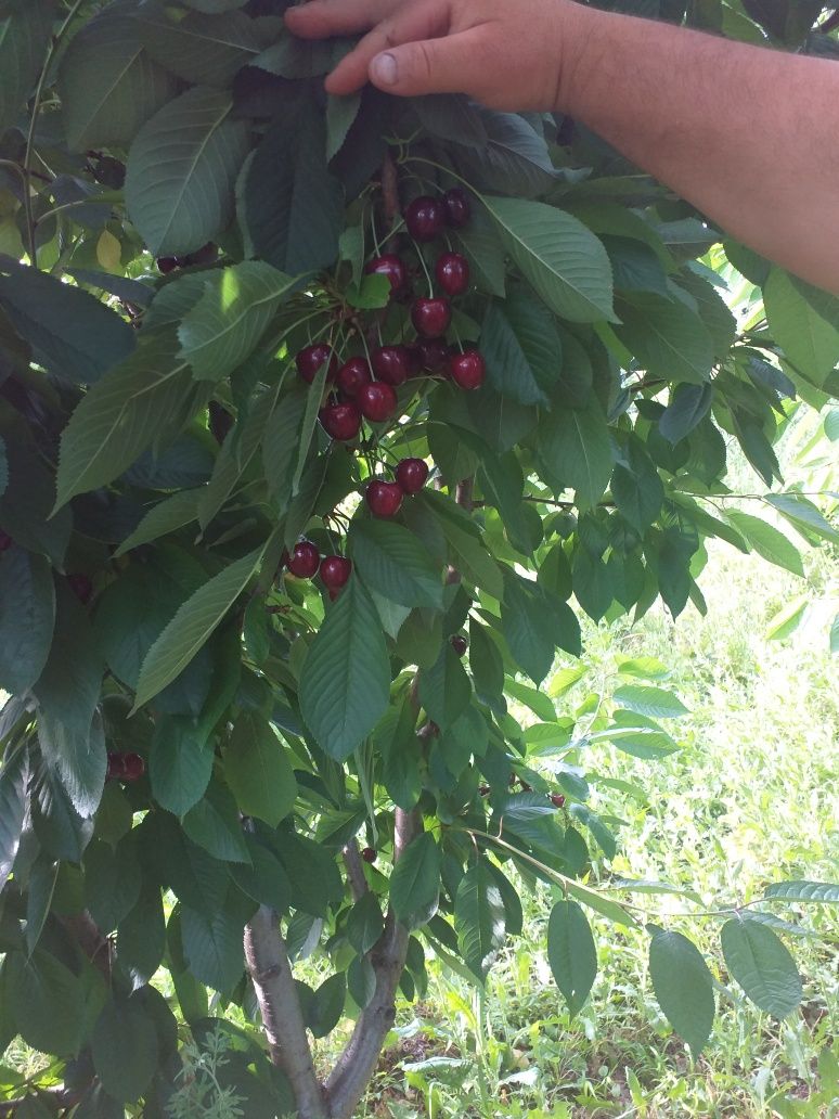 Pomi fructiferi soiuri garantate