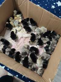 Pui australorp negru albastru