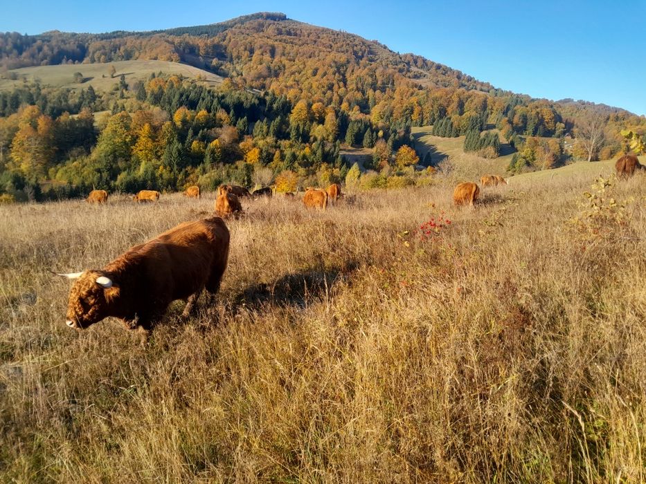 Vând Vaci de rasă Higland .