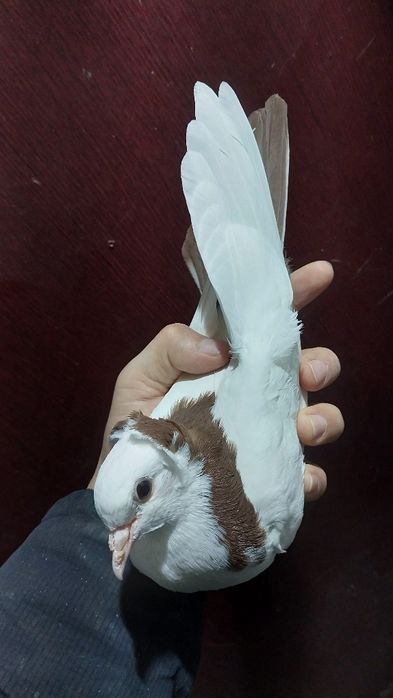 Бакинские Бойные Голуби