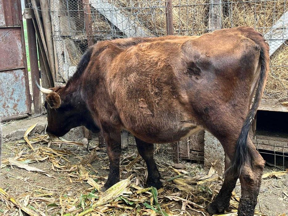 Taur de 1 și două luni,vaca de 2 ani ,pentru prăsilă ,9000 negociabil.