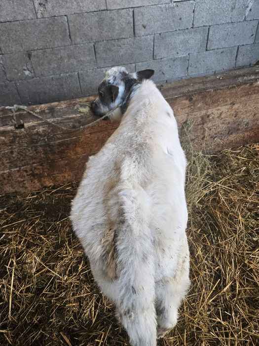 Vând vaca cu vițel