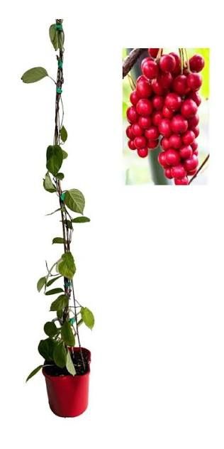 Arbuști Fructiferi (SchisaSoiuri : Chinesis 

20/30cm =15Lei 
40/50cm