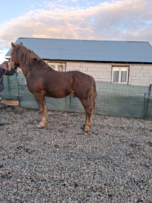 Vand harmasar foarte blanda