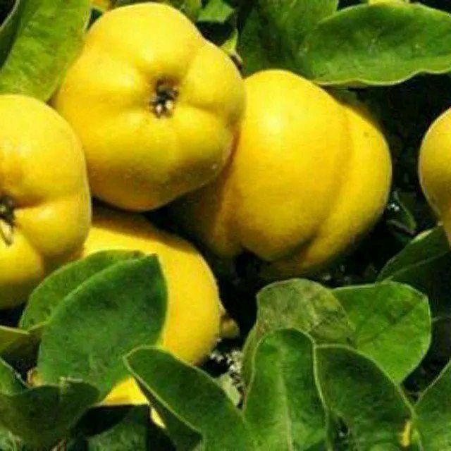 Mevali va manzaralari kocatlar