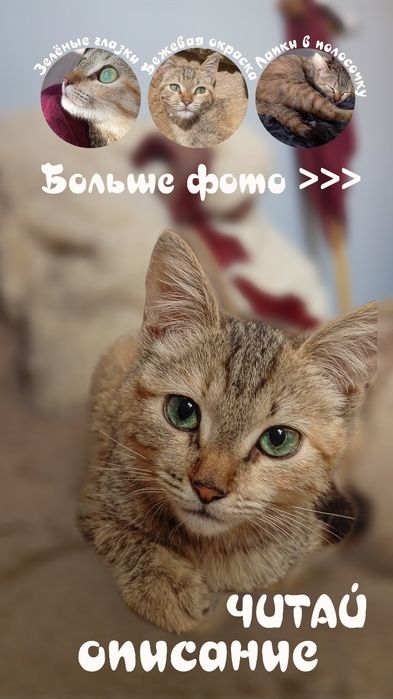Котёнок (девочка) ищет дом