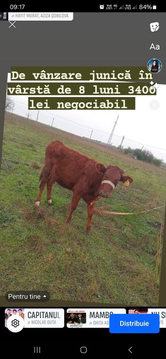 Vând junică în vârstă de 8 luni preț negociabil 3400 lei