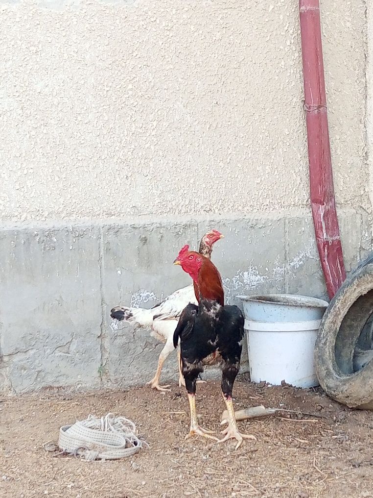 Zoti toz 1par sotiladi