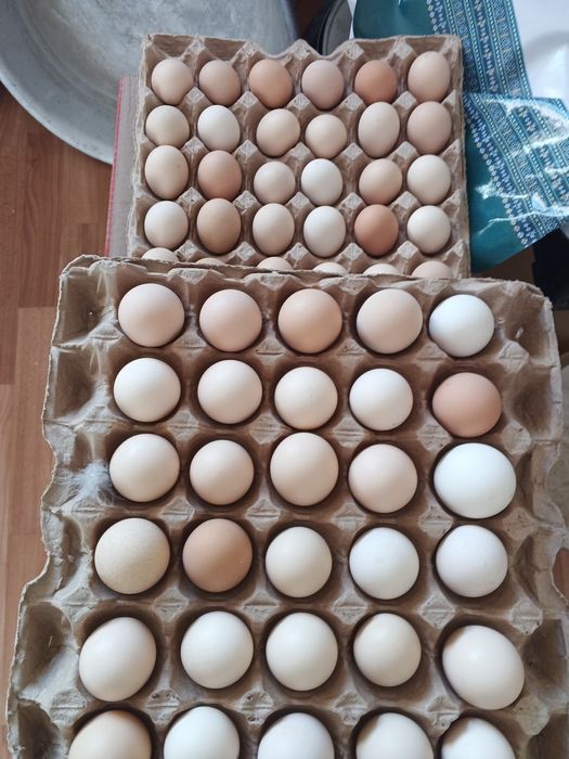 Продам,домашние яйца