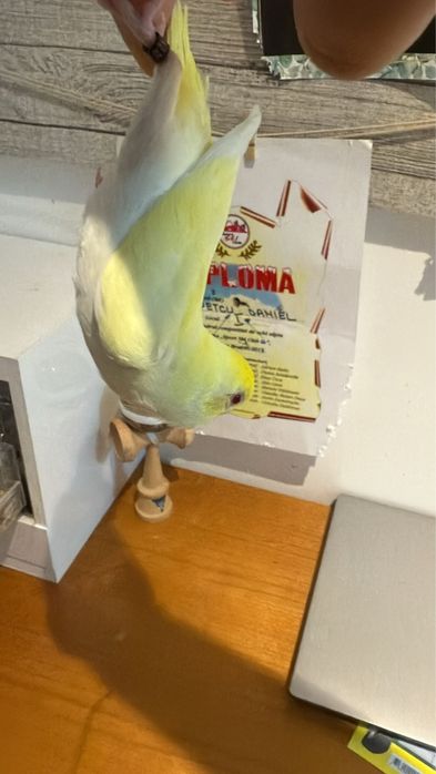 Papagal forpus coelestis cremino