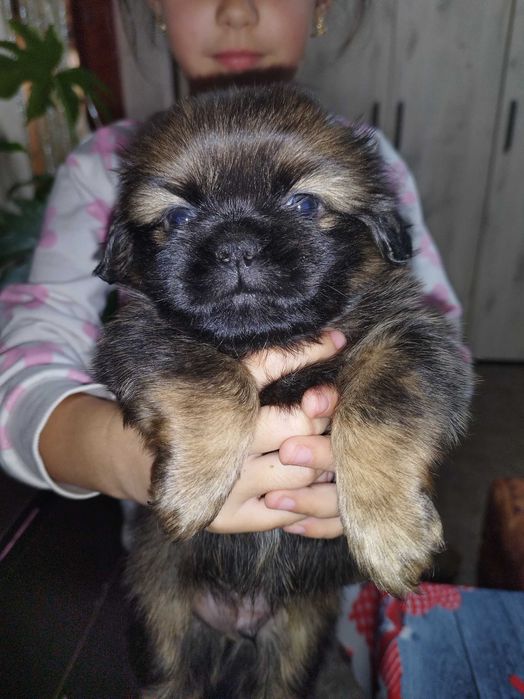 Мини пекинези!!!