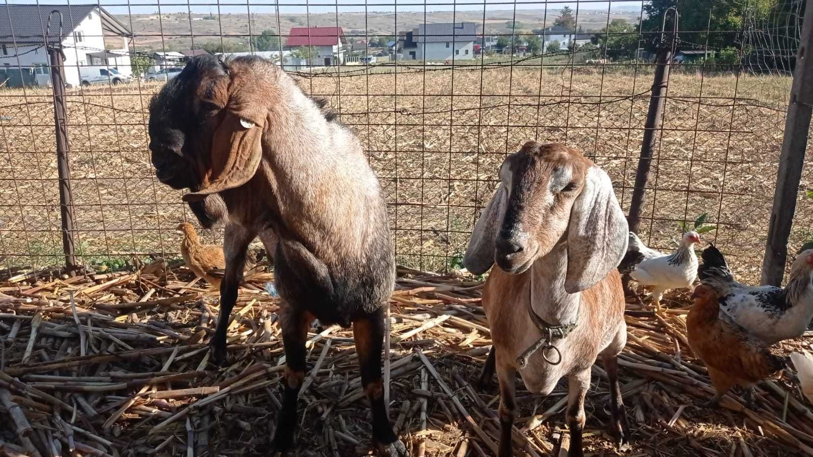 Capra Anglo-Nubiană și Țapi Anglo-Nubian, Boer, Saanen