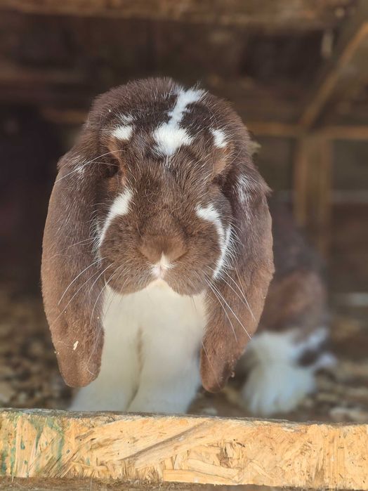 Vând iepurași Berbec German Uriaș și Berbec Pitic